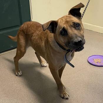 German Shepherd Dog Dogs Available for Adoption - Callie | PetCurious