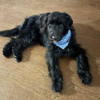Brussels Griffon Dogs Available for Adoption in Owensboro, Kentucky - Hendrix | PetCurious