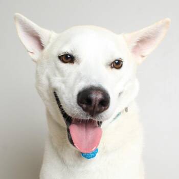 Husky and Shepherd Dogs Available for Adoption in Minnetonka, Minnesota - Al D15875 | PetCurious