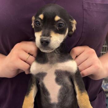 Chihuahua Dogs Available for Adoption - OTIS | PetCurious