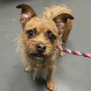 Otto -  Mixed Breed Dog for Adoption in Allentown, Pennsylvania - Otto | PetCurious