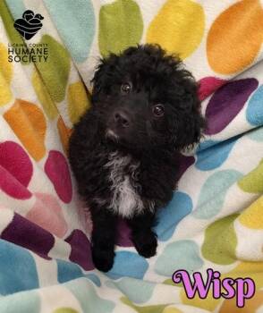 Wisp -  Australian Shepherd and Poodle Dog for Adoption in Heath, Ohio - Wisp | PetCurious
