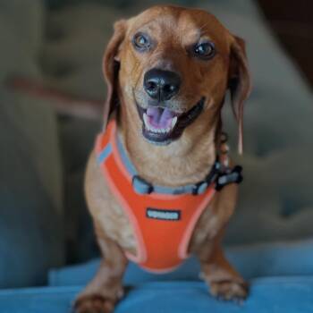 Rescue Dachshund and Beagle Dogs for Adoption in Portland, Oregon - Cowboy | PetCurious