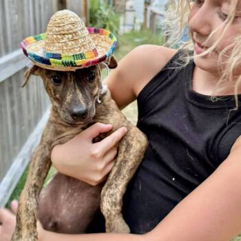 Bento -  Terrier Dog for Adoption in Austin, Texas - Bento | PetCurious