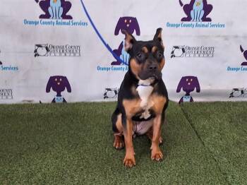 PERLITA -  French Bulldog and Mixed Breed Dog for Adoption in Orlando, Florida - PERLITA | PetCurious
