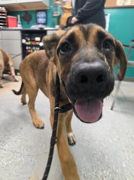 Neapolitan Mastiff and Mixed Breed Dogs Available for Adoption in Rockport, Texas - Charleston | PetCurious