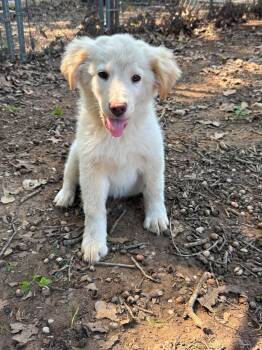 Maeve CS -  Great Pyrenees and Labrador Retriever Dog for Adoption in Columbia, Maryland - Maeve CS | PetCurious