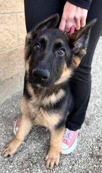 German Shepherd Dog Dogs Available for Adoption in Lima, Ohio - Judo | PetCurious