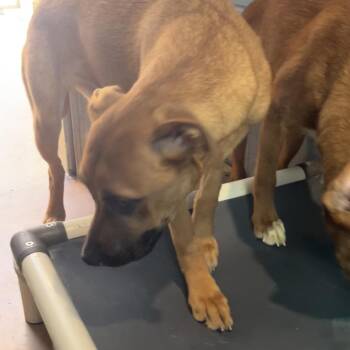 Boxer Dogs Available for Adoption in Kyle, Texas - HONEY | PetCurious