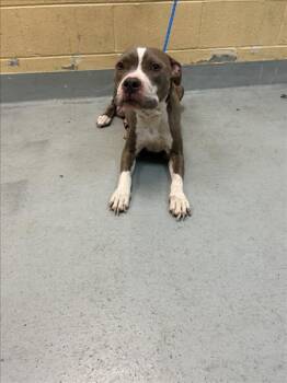 JOSEPHINE -  Pit Bull Terrier and Mixed Breed Dog for Adoption in Tulsa, Oklahoma - JOSEPHINE | PetCurious