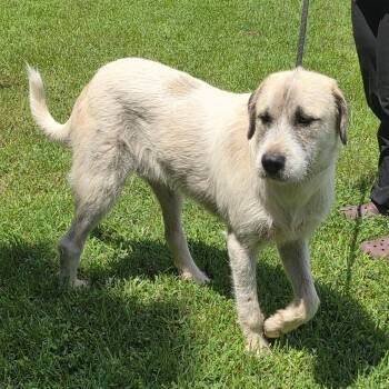 PROMETHEUS  HOPE  LOWER FEE -  Irish Wolfhound Dog for Adoption in Locust Fork, Alabama - PROMETHEUS  HOPE  LOWER FEE | PetCurious