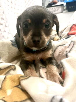 Rescue Terrier and Chihuahua Dogs for Adoption - Father Figure | PetCurious