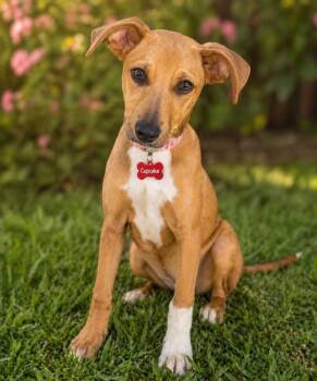 American Staffordshire Terrier and Whippet Dogs Available for Adoption in Houston, Texas - CUPCAKE, Sweet As Can Be. | PetCurious