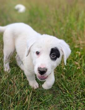 Waverly -  Great Pyrenees and Mixed Breed Dog for Adoption in Minneapolis, Minnesota - Waverly | PetCurious
