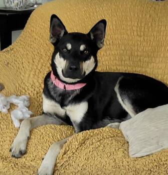 Doberman Pinscher Dogs Available for Adoption in Houston, Texas - Prince : A Perfect Companion | PetCurious