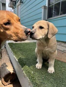 Shepherd and Feist Dogs Available for Adoption in Sanford, North Carolina - Sage | PetCurious