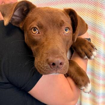 Chocolate Labrador Retriever and Pit Bull Terrier Dogs Available for Adoption - Skylee | PetCurious