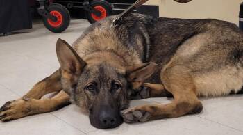 Kyro 7406 -  German Shepherd Dog Dog for Adoption in Centreville, Virginia - Kyro 7406 | PetCurious