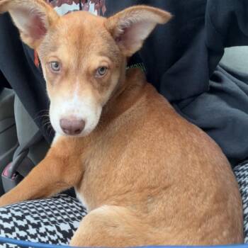 Chess -  Australian Cattle Dog Blue Heeler Dog for Adoption in Houston, Texas - Chess | PetCurious