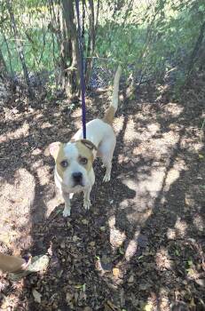 Jax -  Pit Bull Terrier Dog for Adoption in Jackson, Mississippi - Jax | PetCurious