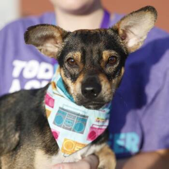 MARKY -  Terrier and Mixed Breed Dog for Adoption in San Antonio, Texas - MARKY | PetCurious