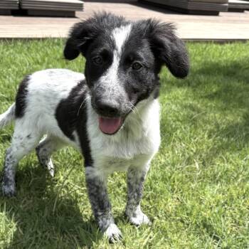 Glinda -  Border Collie Dog for Adoption in Rollingwood, Texas - Glinda | PetCurious