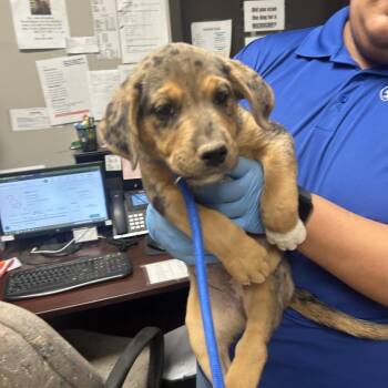Kora -  Hound and Mixed Breed Dog for Adoption in Yuma, Arizona - Kora | PetCurious