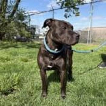 Pit Bull Terrier Dogs Available for Adoption in Hilliard, Ohio - Cadence | PetCurious