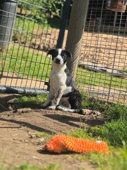 Terrier and Hound Dogs Available for Adoption in Dover, Arkansas - Harley | PetCurious