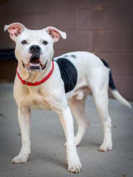 Copernicus -  Mixed Breed Dog for Adoption in Chamblee, Georgia - Copernicus | PetCurious