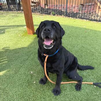 Bear -  Black Labrador Retriever Dog for Adoption in Brentwood, Missouri - Bear | PetCurious
