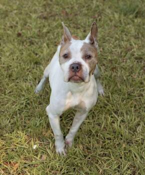 Twiggy -  Mixed Breed Dog Available for Adoption in Durham, North Carolina - Twiggy | PetCurious