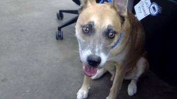 ZEUS -  Mixed Breed Dog for Adoption in Dallas, Texas - ZEUS | PetCurious