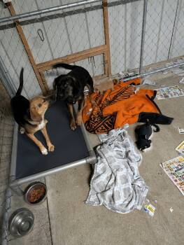 Deedee -  Hound Dog for Adoption in Frenchburg, Kentucky - Deedee | PetCurious