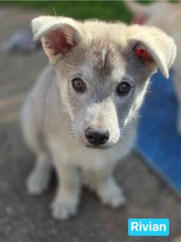 Husky Dogs Available for Adoption - Rivian (PUPPY) | PetCurious