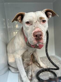 Pit Bull Terrier and Mixed Breed Dogs Available for Adoption in Gainesville, Florida - Sweet Feet | PetCurious