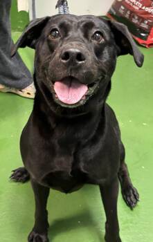 Black Labrador Retriever Dogs Available for Adoption in Rustburg, Virginia - Cheyenne: At Shelter | PetCurious