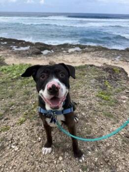 Pit Bull Terrier and Mixed Breed Dogs Available for Adoption in Honolulu, Hawaii - Mr. Squishy Face | PetCurious