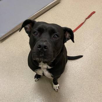 Pit Bull Terrier Dogs Available for Adoption in Roanoke, Virginia - Chanel CC | PetCurious