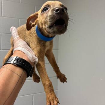 Toyota -  Mixed Breed Dog for Adoption in Chattanooga, Tennessee - Toyota | PetCurious