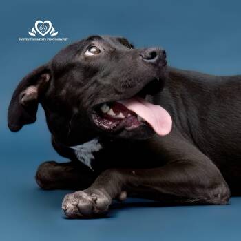 Rescue Labrador Retriever Dogs for Adoption in Houston, Texas - Coal | PetCurious