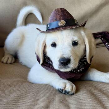 Great Pyrenees Dogs Available for Adoption in Krum, Texas - Cash | PetCurious