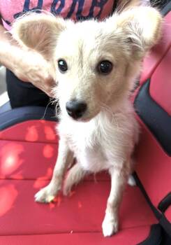 Toulouse -  Pomeranian and Chihuahua Dog for Adoption in Pasadena, California - Toulouse | PetCurious