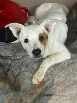 SKITTLES -  Australian Cattle Dog Blue Heeler Dog for Adoption in Albuquerque, New Mexico - SKITTLES | PetCurious