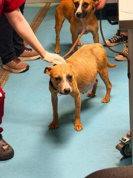 Prissy -  Mixed Breed Dog for Adoption in Hobart, Indiana - Prissy | PetCurious