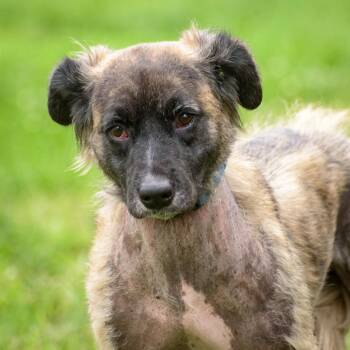 Mango -  Hound Dog for Adoption in Lambertville, New Jersey - Mango | PetCurious