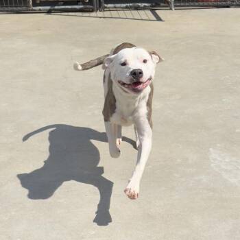 Beckham -  Pit Bull Terrier Dog for Adoption in Birmingham, Alabama - Beckham | PetCurious