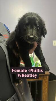 Phillis Wheatley (Light Pink) -  Labrador Retriever and Poodle Dog for Adoption in Russellville, Kentucky - Phillis Wheatley (Light Pink) | PetCurious