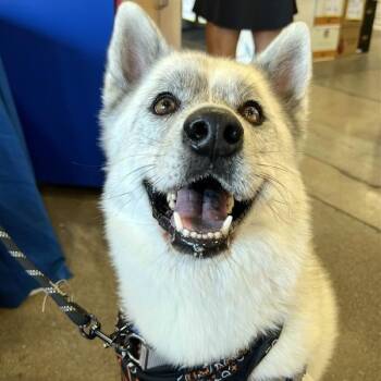Rescue Husky Dogs for Adoption in Tempe, Arizona - Chalky | PetCurious