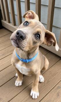 Turbo -  Pit Bull Terrier and American Bully Dog for Adoption in Chickamauga, Georgia - Turbo | PetCurious